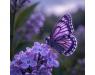 Butterfly_flower01-90926.jpg